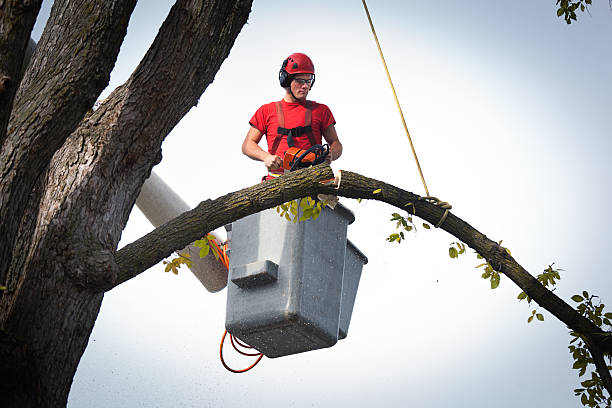 Best Emergency Tree Removal  in Bellevue, WA